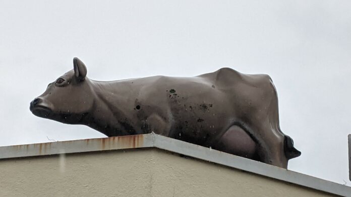 Petaluma Creamery jersey cow statue