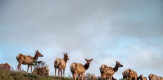 Tule elk point reyes national seashore