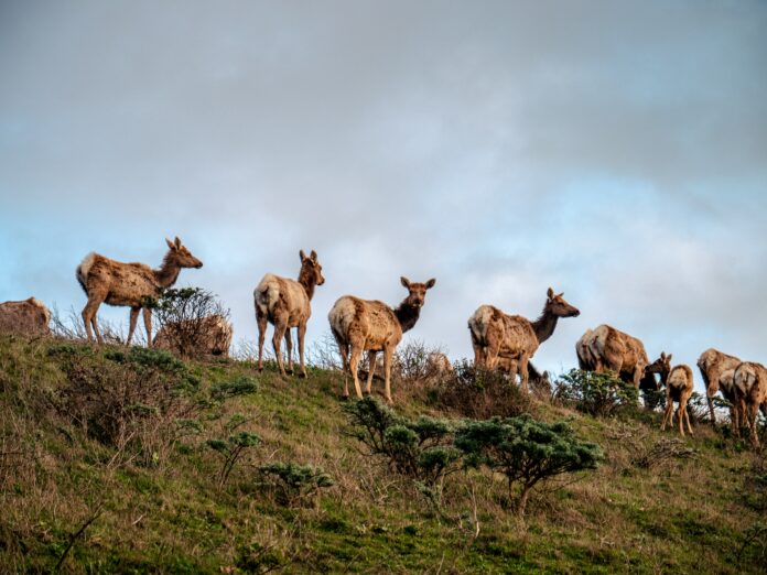 Tule elk point reyes national seashore