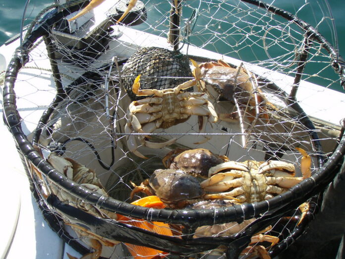 Dungeness Crabs California Department of Fish and Wildlife