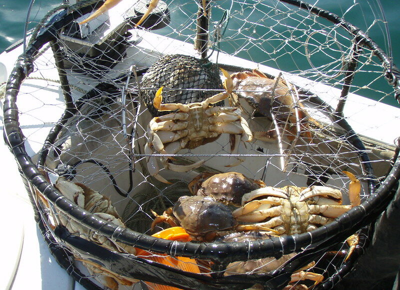 Dungeness Crabs California Department of Fish and Wildlife