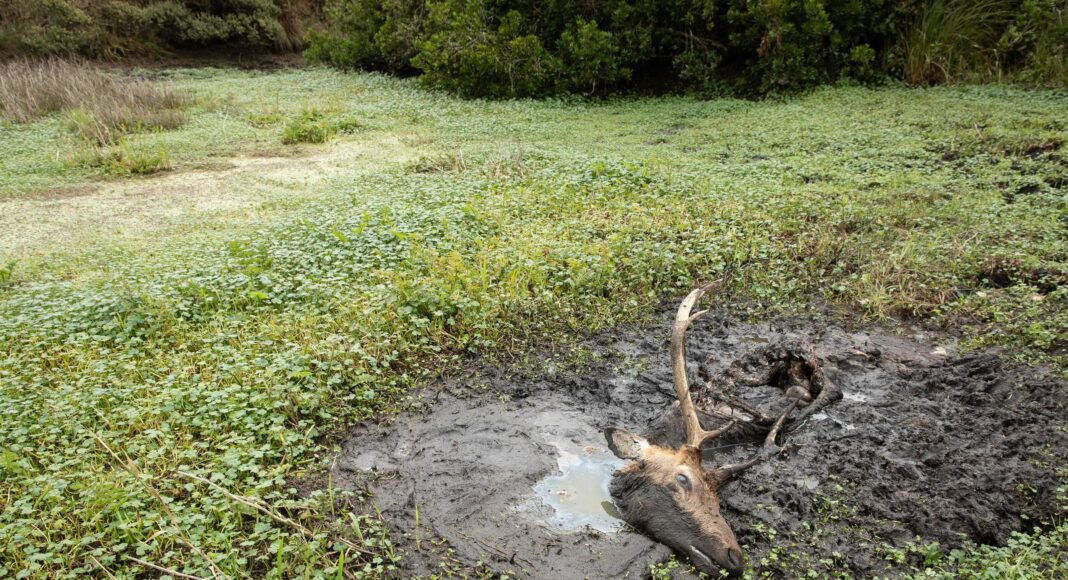 Tule Elk Point Reyes National Seashore drought