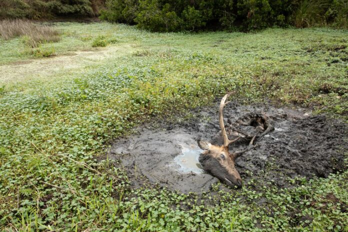 Tule Elk Point Reyes National Seashore drought