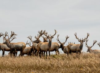 Tule Elk - Point Reyes National Seashore