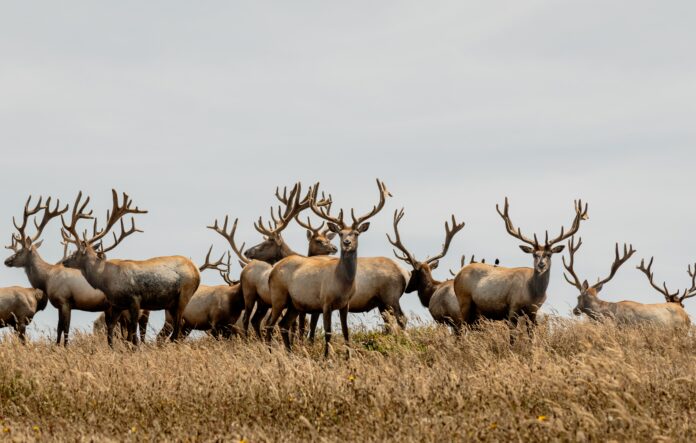 Tule Elk - Point Reyes National Seashore