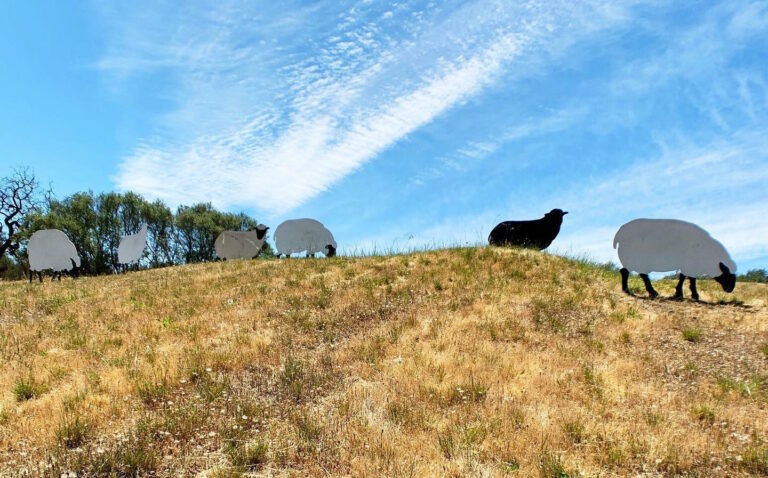 Iconic “Art Sheep” Return to Napa Valley