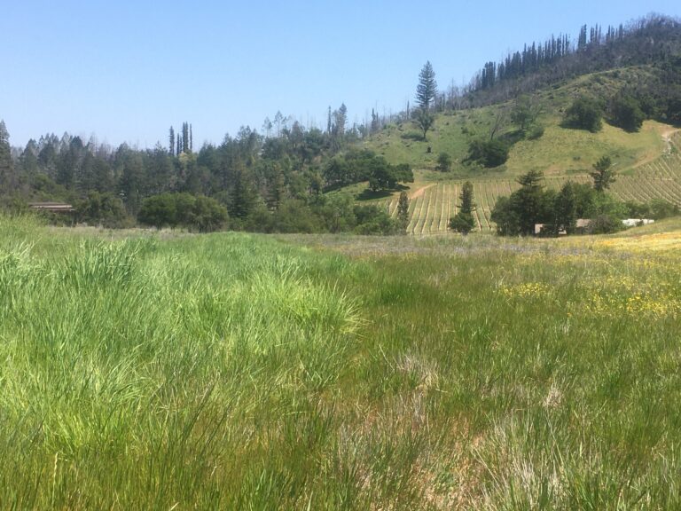 Pepperwood Preserve Officials Consider Drought’s Effect on Fire Risk