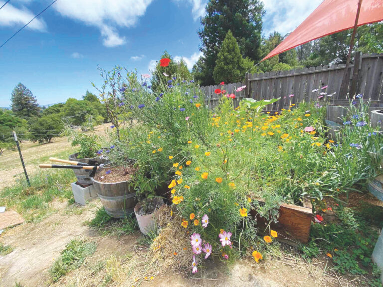 Buzzed: My friends the bees