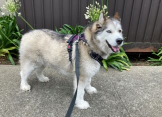 Jordan foster dog - June 2021