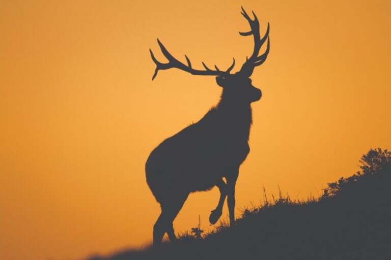 Letters to the Editor: Horror of Point Reyes