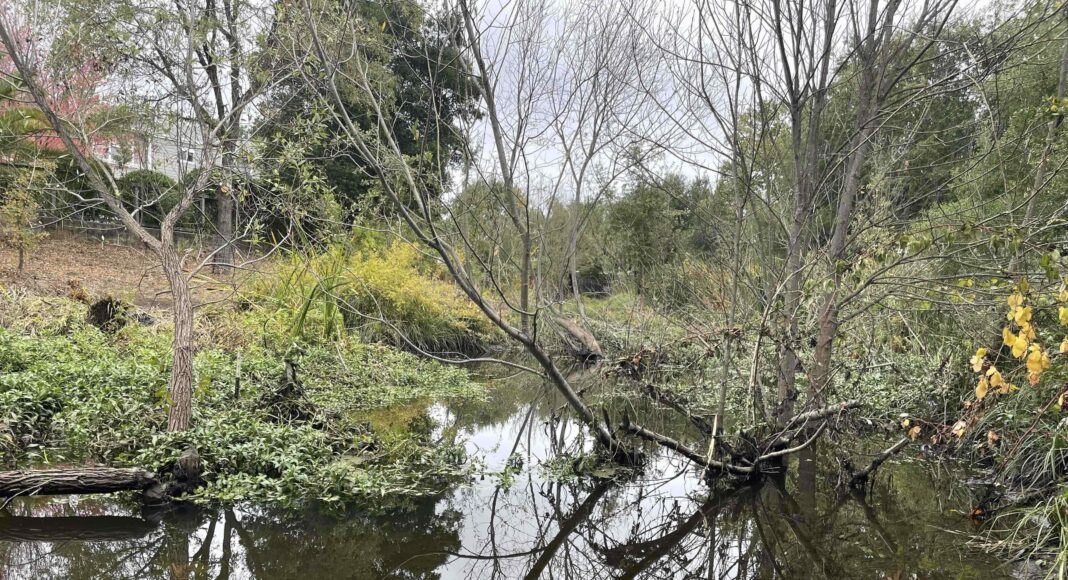 Beaver pond - Sonoma Valley, California