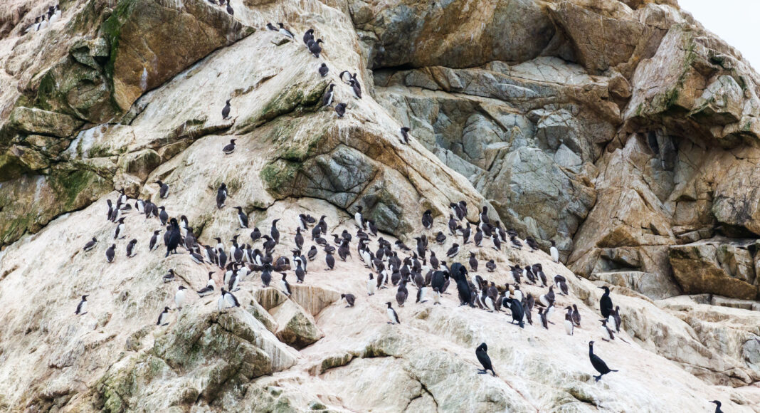 Farallon Islands - cricketsblog/Wikimedia