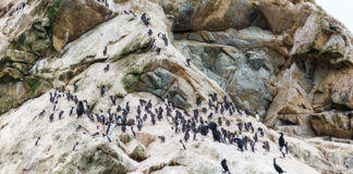 Farallon Islands - cricketsblog/Wikimedia