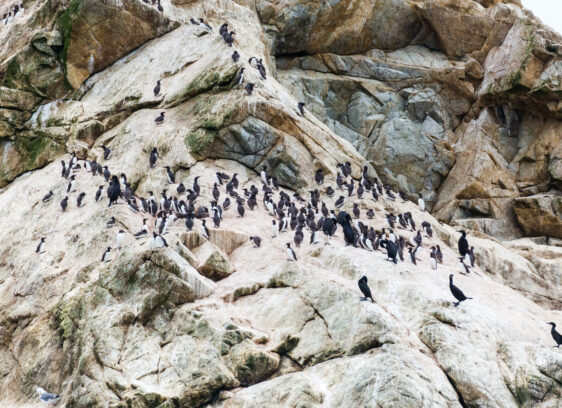 Farallon Islands - cricketsblog/Wikimedia