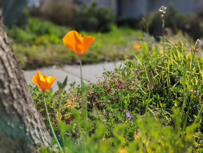 Best Place to Enjoy the Beauty of California 2022