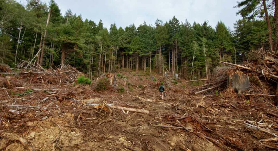Derek Knowles CLEAR CUT A still image from a new documentary shows the aftermath of a company’s timber harvesting techniques.