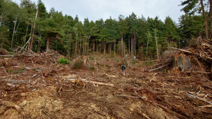 Derek Knowles CLEAR CUT A still image from a new documentary shows the aftermath of a company’s timber harvesting techniques.