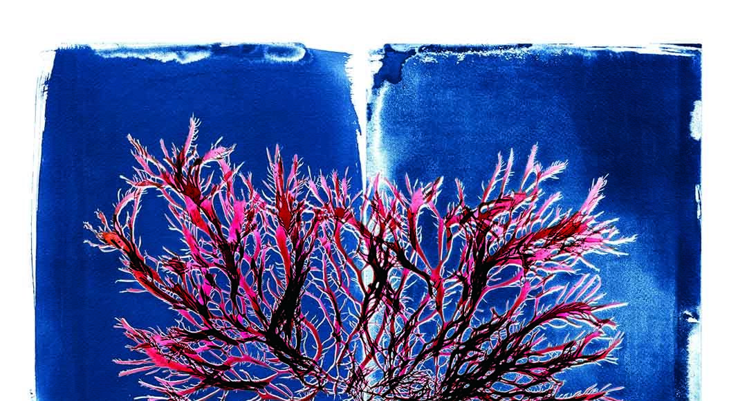 Photo provided by Stephanie Clarke SEAWEED ART Artist and climate activist Josie Iselin’s art will be on display at Marin Art and Garden Center through July 10.