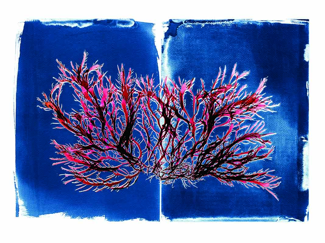 Photo provided by Stephanie Clarke SEAWEED ART Artist and climate activist Josie Iselin’s art will be on display at Marin Art and Garden Center through July 10.
