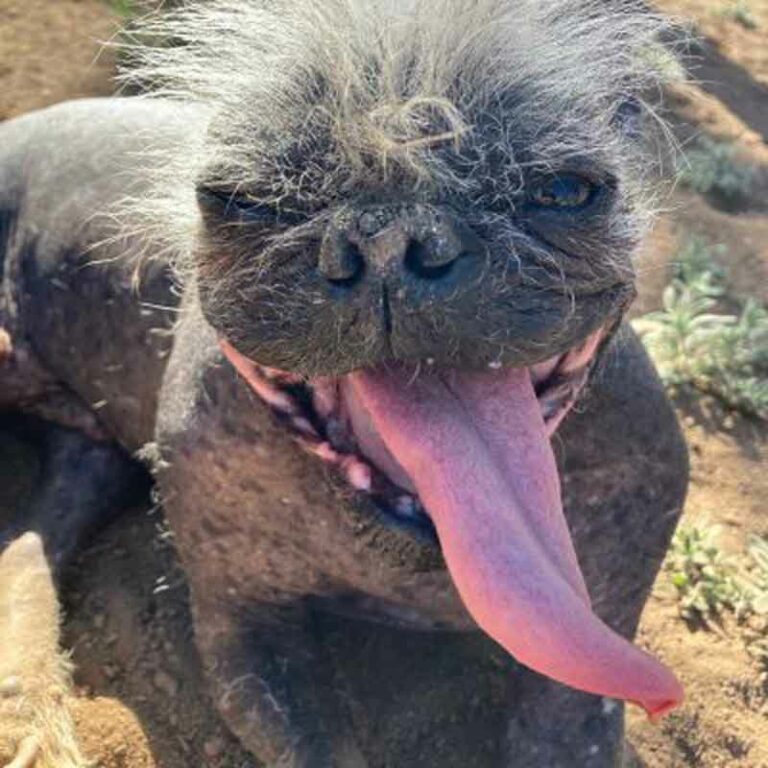 Ruff Look – World’s ugliest dog named