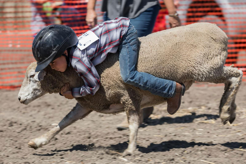 junior livestock, sonoma county fair