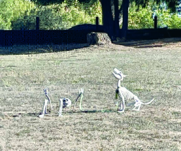 Dog Down: Novato police officer shoots neighbor’s dog