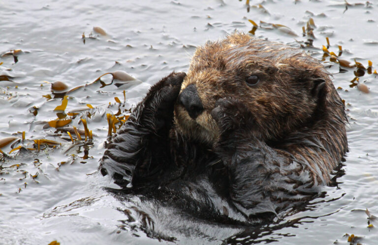 (Un)welcoming Waters: Sea otters poised for comeback to Marin and Sonoma counties
