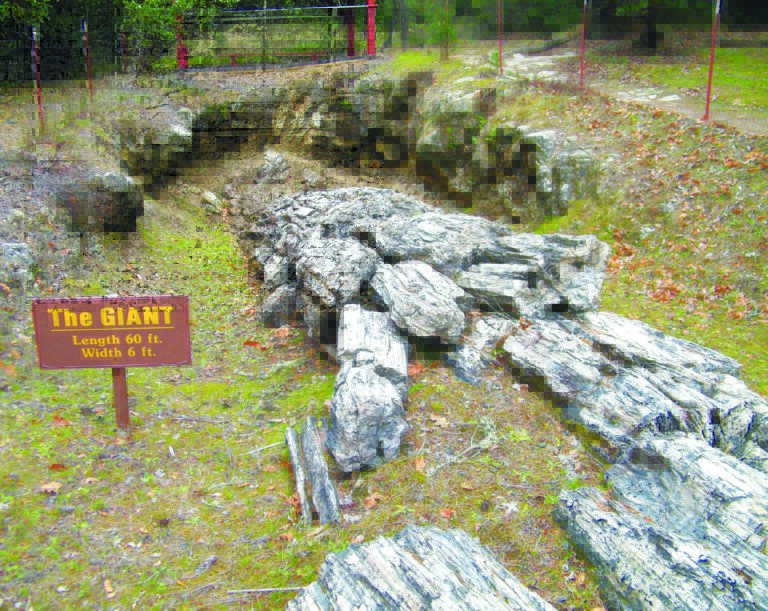 Petrified Forest for sale in Calistoga