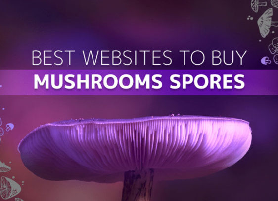 best websites to buy mushrooms spores