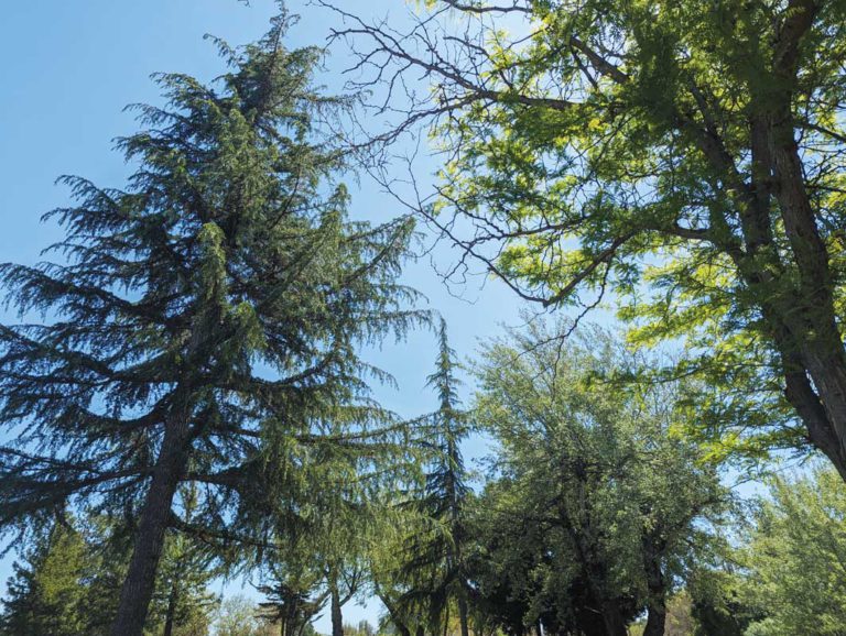 SoCo Finalizes 2 Tree Protection Ordinances