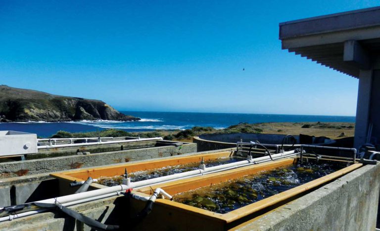 Groups Unite to Replant Sonoma Coast Kelp Forest