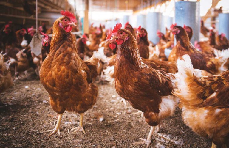 Big Farm Alarm: Measure J