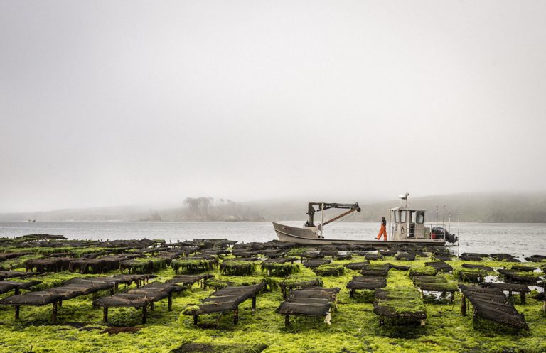 Shell Game: Hog Island, Google collab makes waves in oyster scene