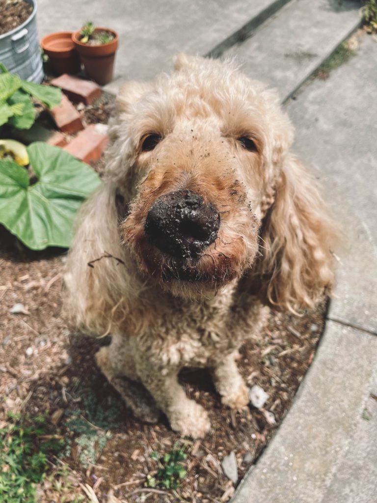 Indoor Air Quality Remedies for Furry Friends