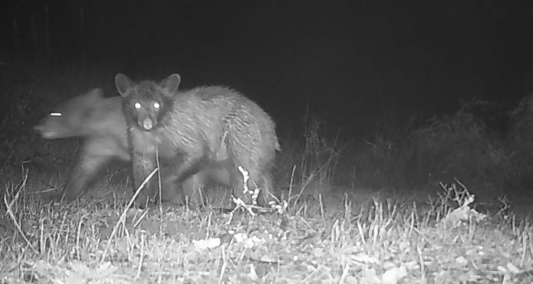 Wine Country Clips of the Week: Bigfoot, Bear Cubs