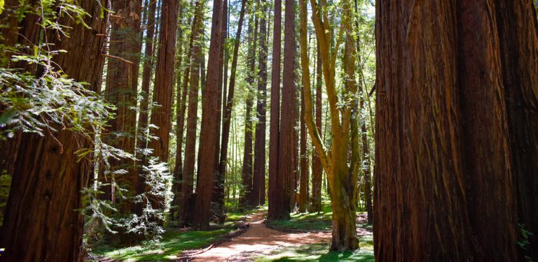 Sonoma County Gains 3K+ Acres of Redwood Parkland