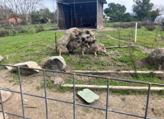 Pic of the Week: Barnyard Social