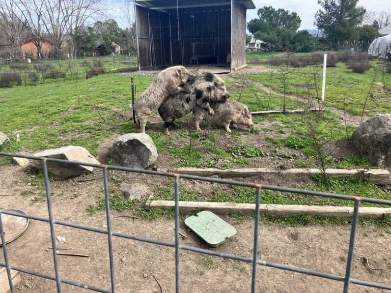 Pic of the Week: Barnyard Social