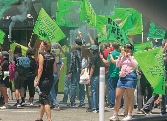 Playing Chicken, Reporting from the Field