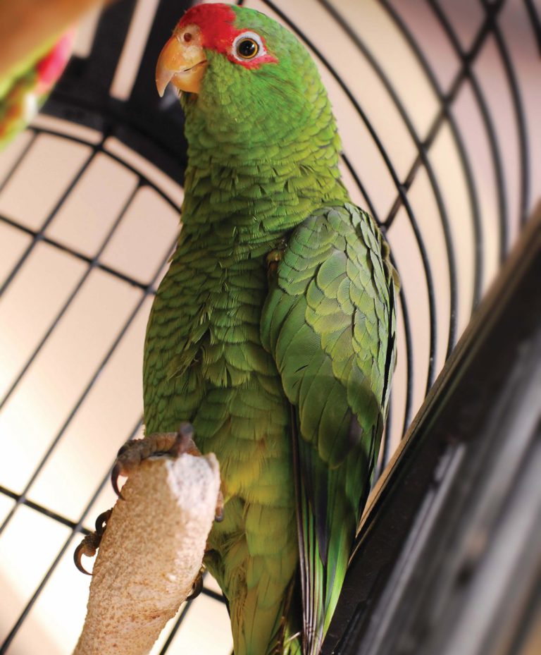 The Word is ‘Bird,’ Spreckels Debuts David Templeton’s ‘Featherbaby’ The Word is ‘Bird,’ Spreckels Debuts David Templeton’s ‘Featherbaby’