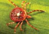 This Bites: Tick Causes Red Meat Allergy Tick causes red meat allergy
