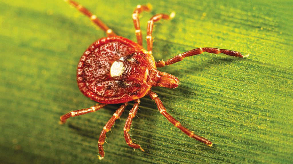Tick causes red meat allergy