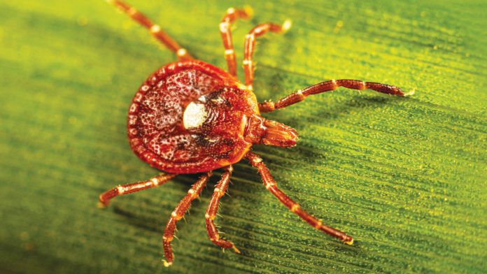 Tick causes red meat allergy