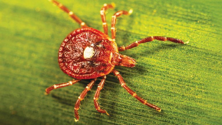 This Bites: Tick Causes Red Meat Allergy