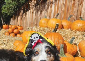 Critter Carnival, a Paws-itively Perfect Day in Sonoma Pets Lifeline’s Critter Carnival returns Saturday, Oct. 18, from 11am to 2pm at the organization’s state-of-the-art shelter on 8th Street East in Sonoma.
