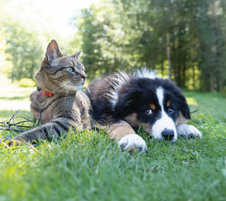 Gifts for Heavy Petters Gifts for Heavy Petters