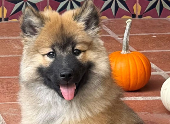 north bay pet photo contest