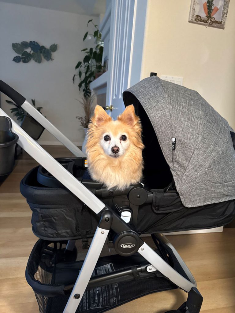 Bam Bam, north bay pet photo contest