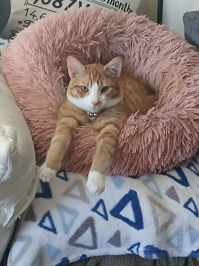 Junior, north bay pet photo contest