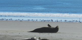 Drakes Beach has become one of the best places to see elephant seals up close in the wild.